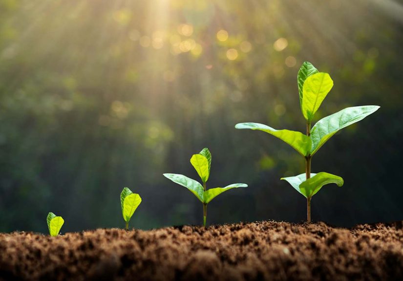 What Is a Miyawaki Forest?