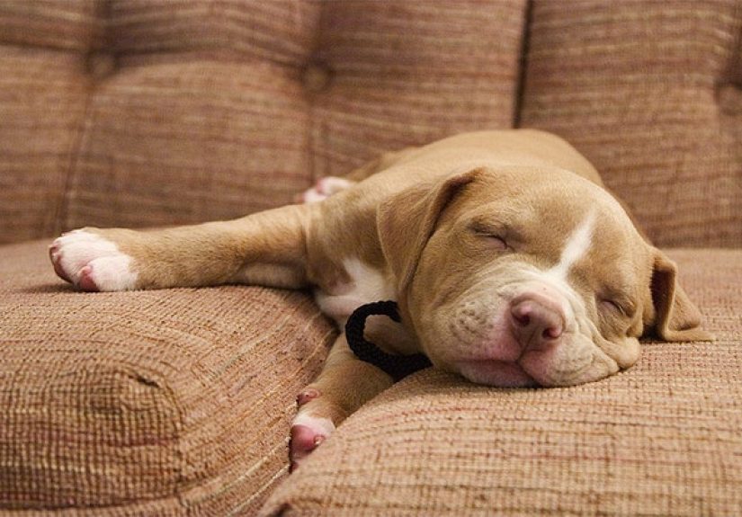 #159 Sitting on That Warm Spot Where Your Pet Was Just Sleeping - 1000 Awesome Things