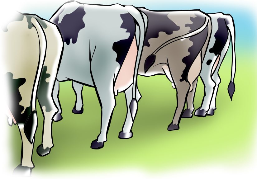 3 Ways to Artificially Inseminate Cows and Heifers