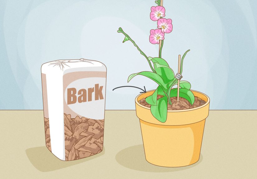 3 Ways to Get Orchids to Bloom