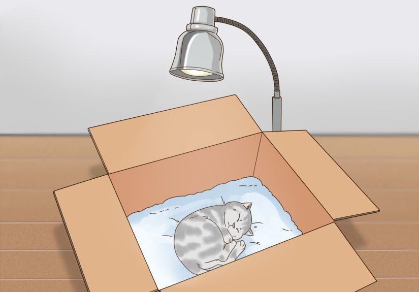 3 Ways to Keep Orphaned Kittens Warm