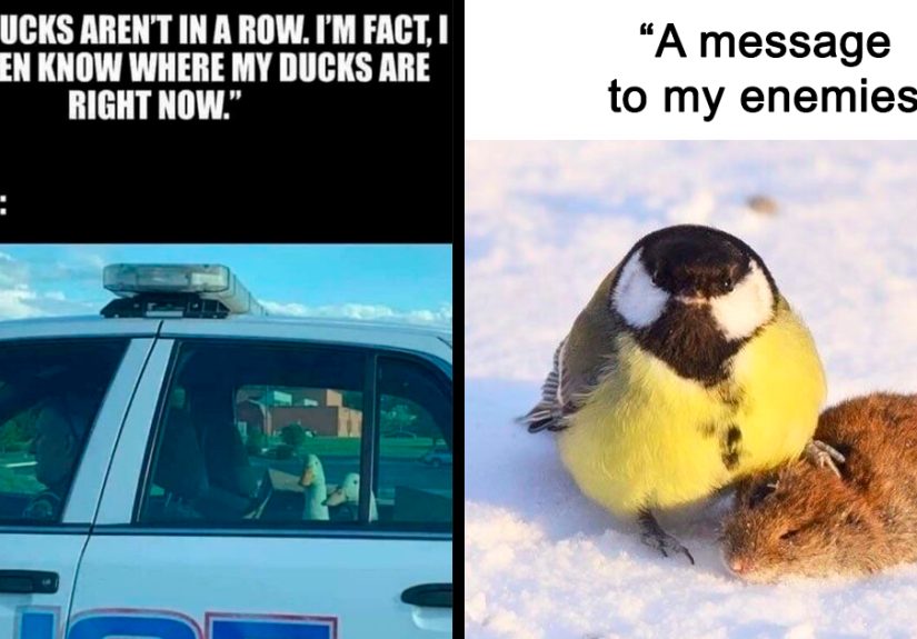 39 Giggle-Worthy Memes Where Birds Took Center Stage