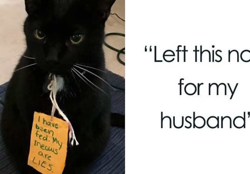 40 Hilarious Pets That Got Shamed Publicly For Being Naughty
