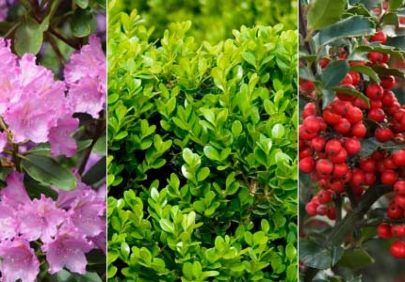 8 Different Shrubs You Should Consider for Your Garden