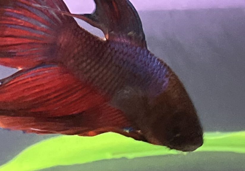 Hey Pandas, Post A Picture Of Your Fish
