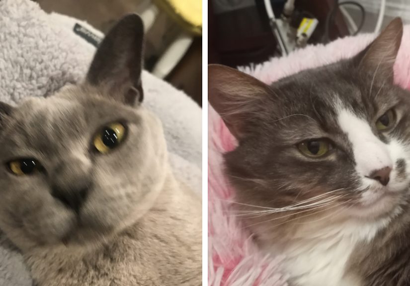 Hey Pandas, Post The Funniest Selfie Of One Of Your Pets