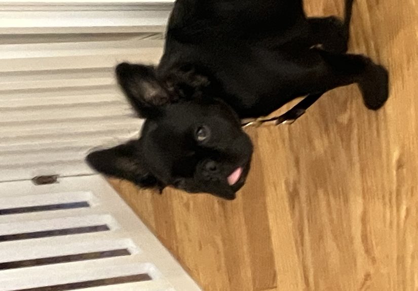 Hey Pandas, Post Your Best Blep Photo Of Your Pet