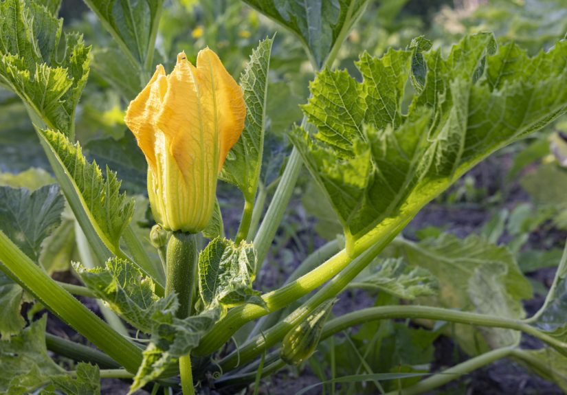 How and When to Harvest Zucchini and Their Flowers