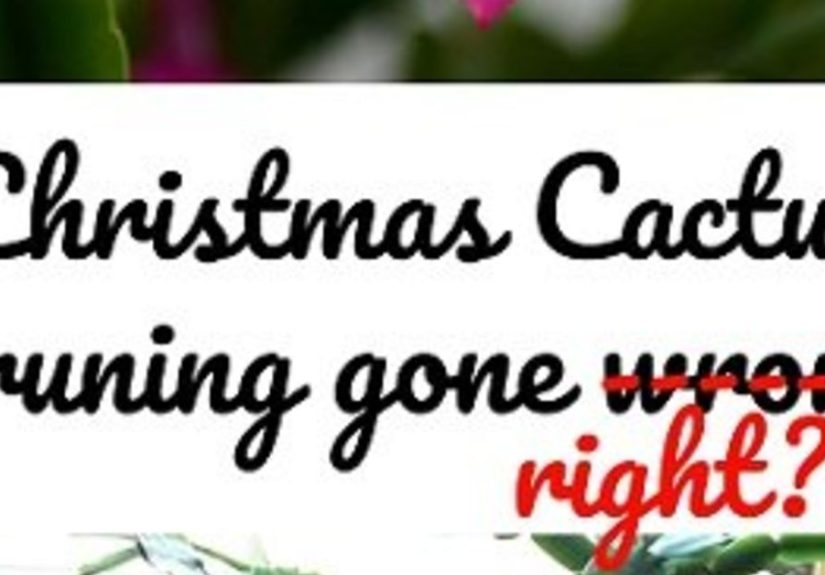 How I Pruned the Christmas Cactus