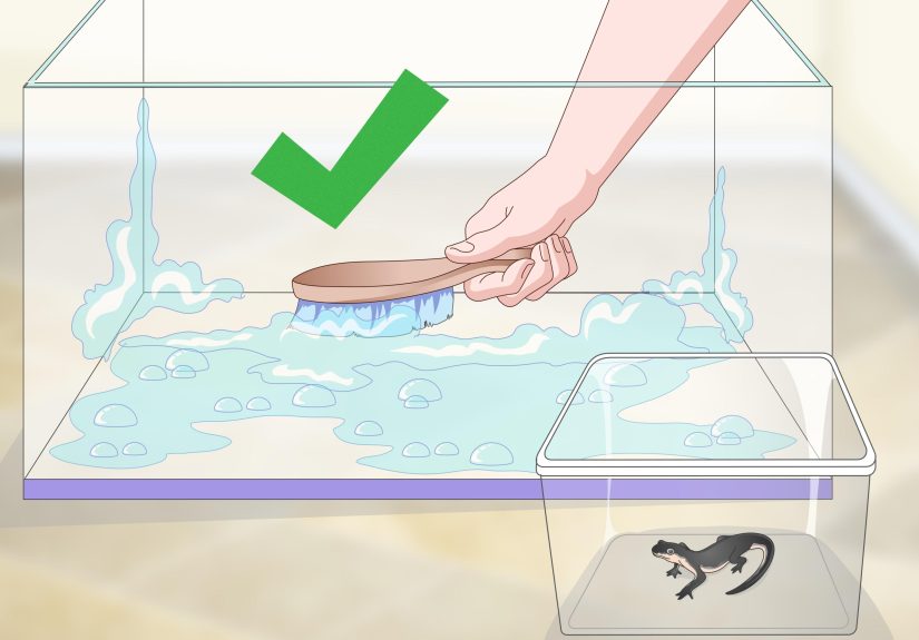 How to Care for an Aquatic Newt: 11 Steps
