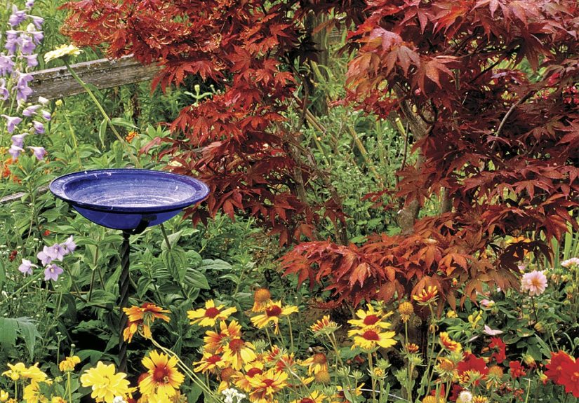 How to Get Late-Summer Color in Your Garden