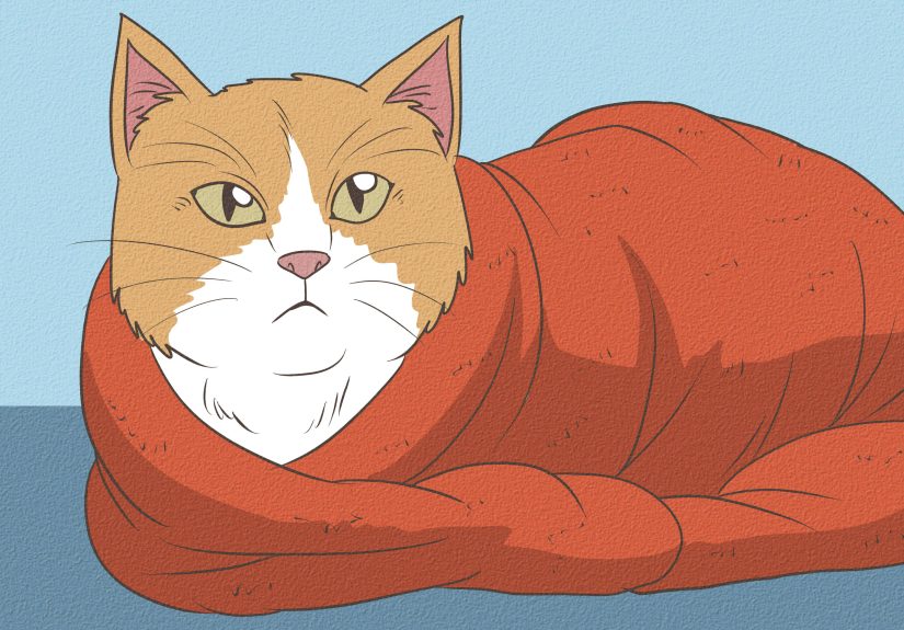 How to Get Rid of Dry Skin on Cats: 10 Steps
