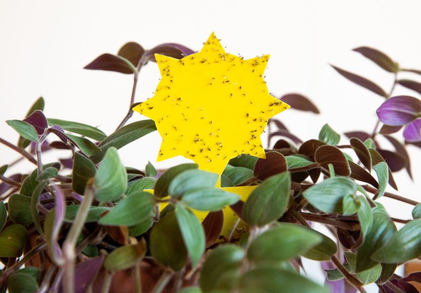 How to Get Rid of Fungus Gnats in Plants