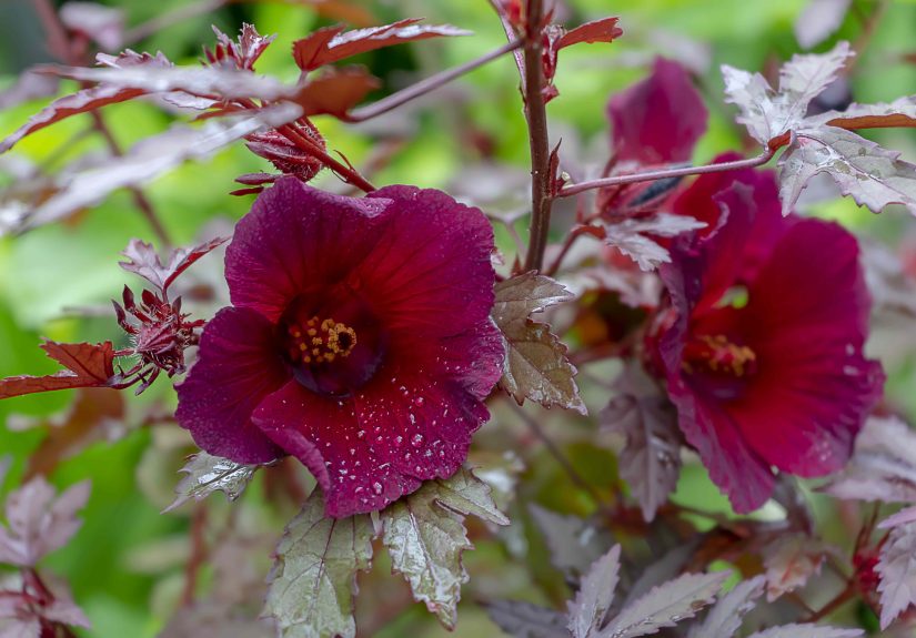 How to Grow and Care for Cranberry Hibiscus