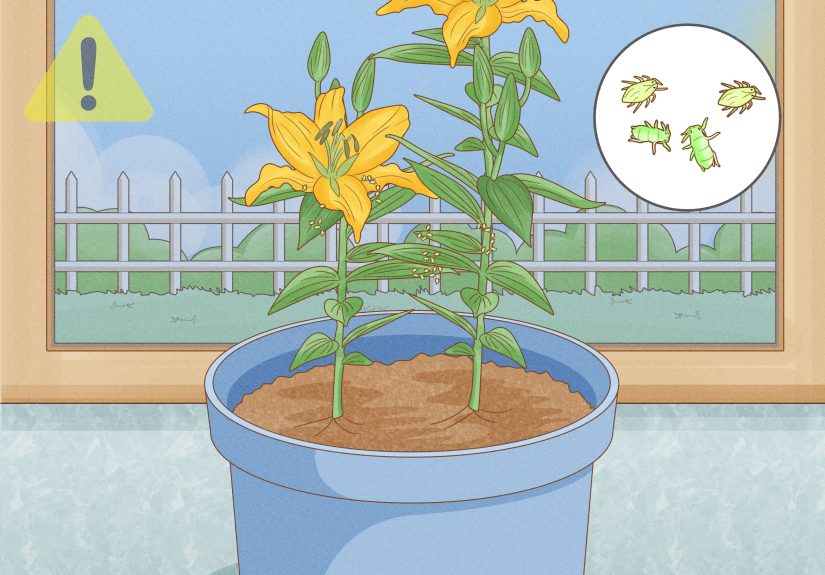 How to Overwinter Lily Bulbs