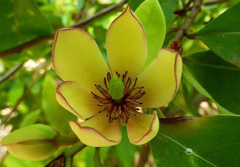 How to Plant and Grow Banana Shrub