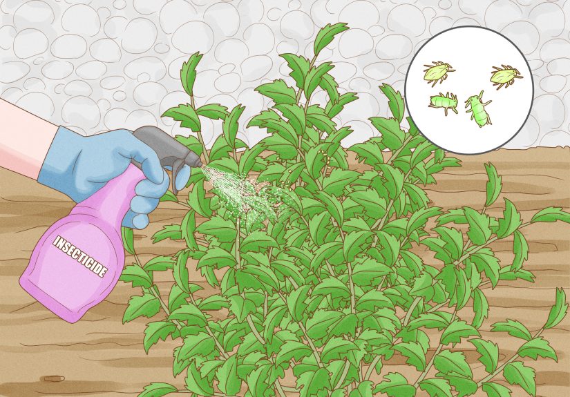 How to Propagate Rose of Sharon Cuttings: 15 Steps
