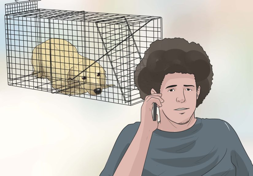 How to Tell if Your Dog Has Been Abused in the Past: 14 Steps