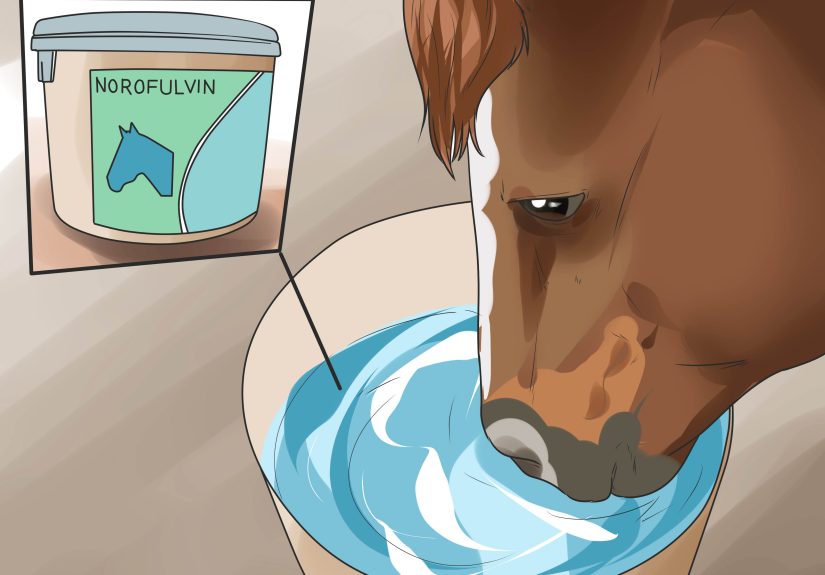 How to Treat Ringworm in Horses: 8 Steps