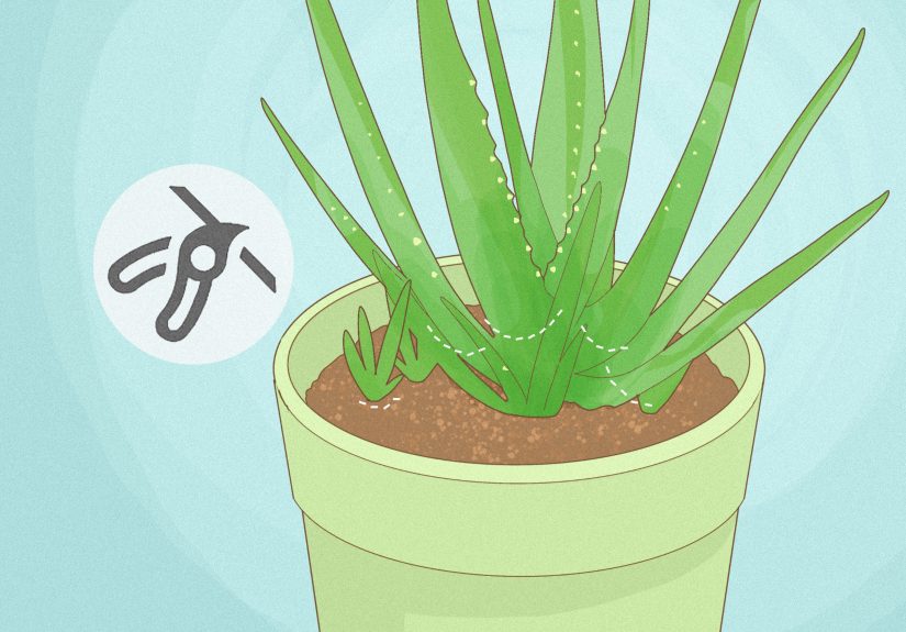 How to Trim an Aloe Vera Plant (For Pruning or Harvesting)