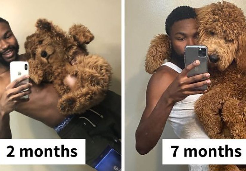 People On Twitter Are Posting Pics Of Their Dogs As Little Puppies Vs. What They Look Like Now (30 Pics)