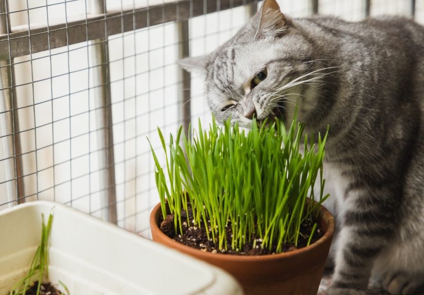 This Low-Maintenance Plant Is a Game Changer for Cat Owners