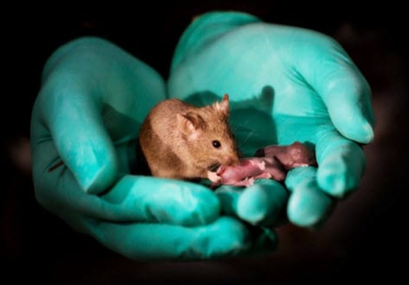 Top 10 Genetic Feats And Finds Made By Chinese Scientists
